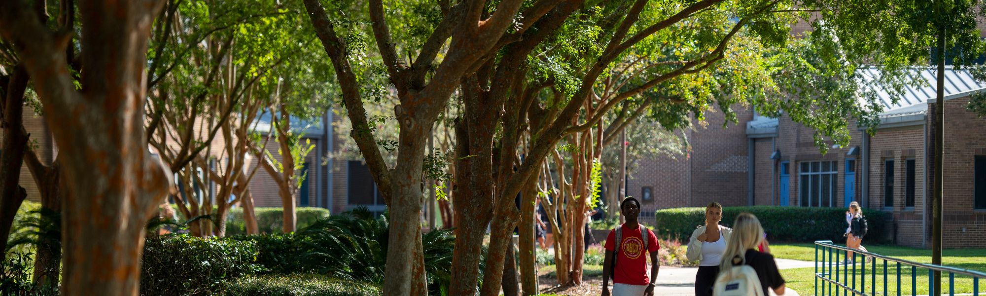 Students walking between classes on a sunny day.