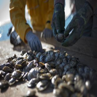 Farmers pick through oysters fresh out of the water